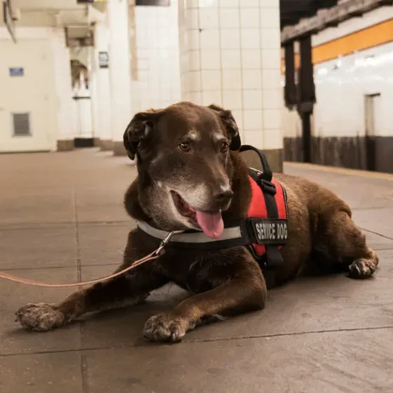 A senior chocolate Lab in a red service dog vest lying on a subway platform