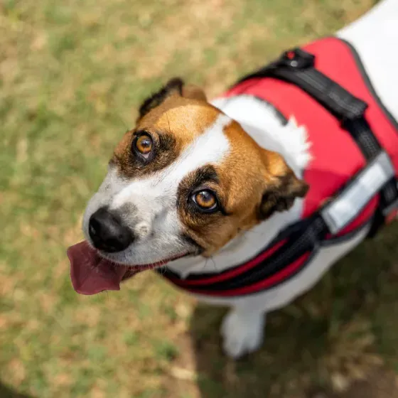 A Jack Russell terrier in a red harness looking up at the camera